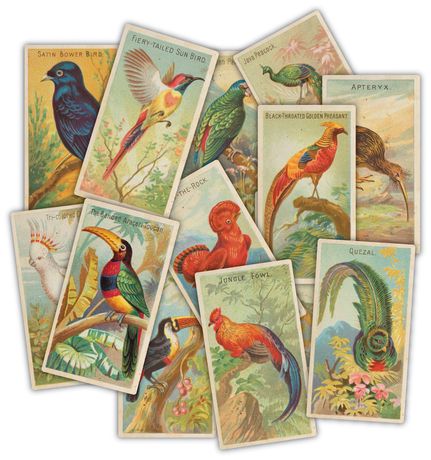 Craft Consortium Ephemera - The Collector - Birds