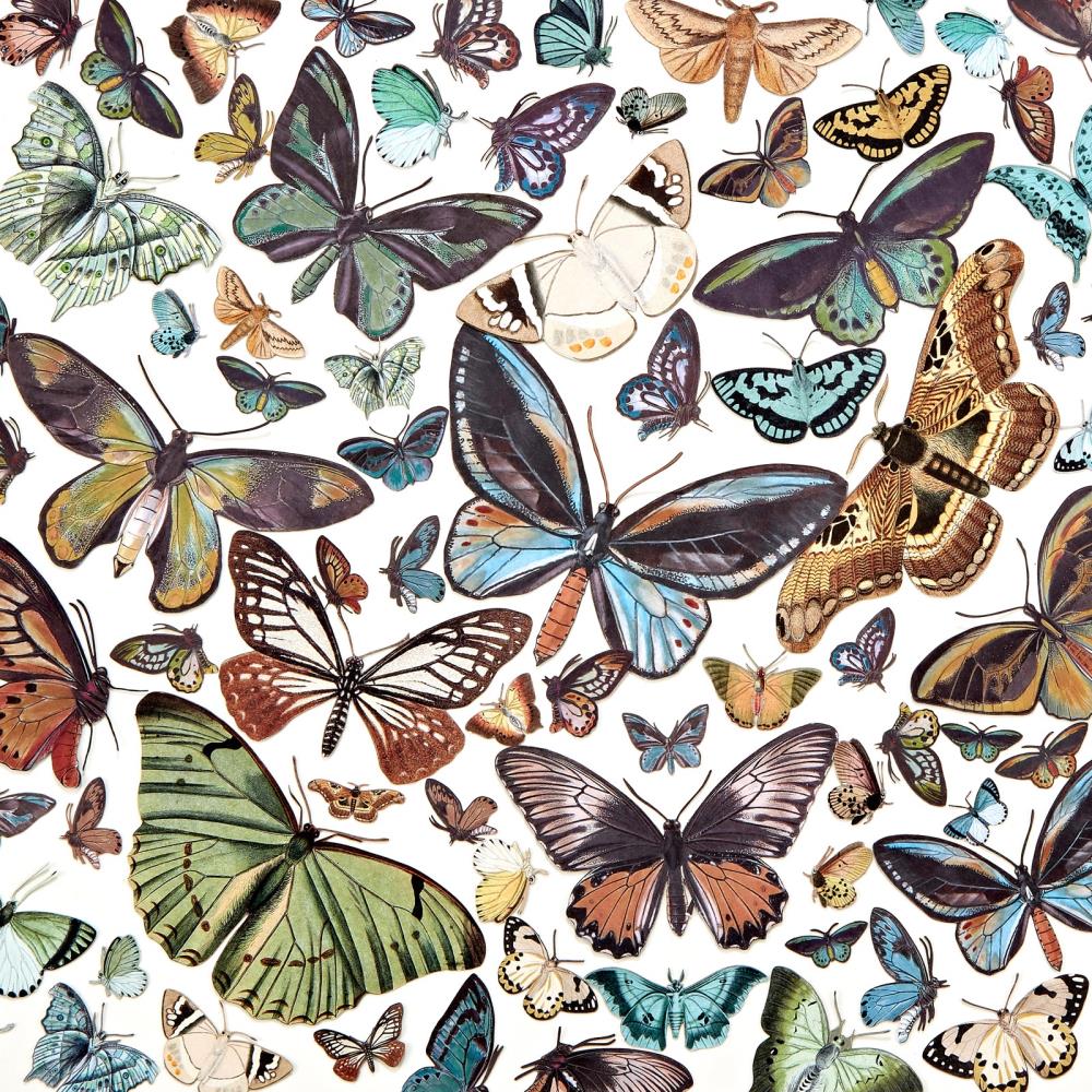 49 And Market - Laser Cut Outs Nature Study Wings - Crafty Divas