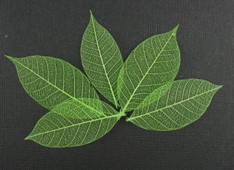 5cm Skeleton Leaves - Lime - Crafty Divas