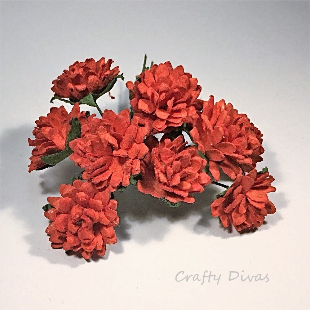 Mulberry Aster Daisies - Red