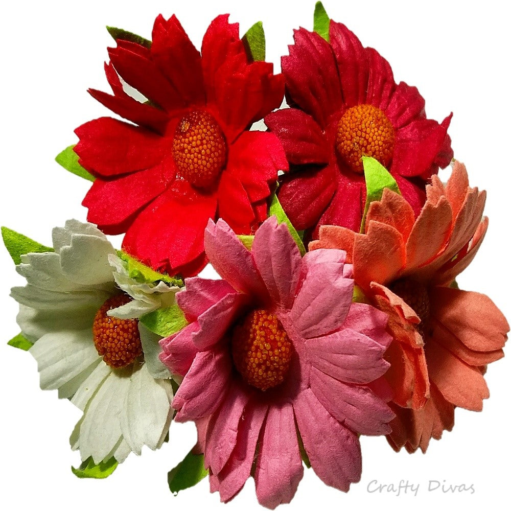 Mulberry Chrysanthemums- Pinky Reds