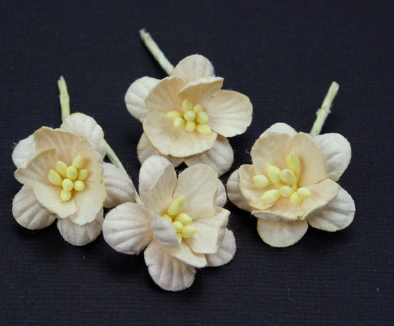 Cherry Blossoms - Cream