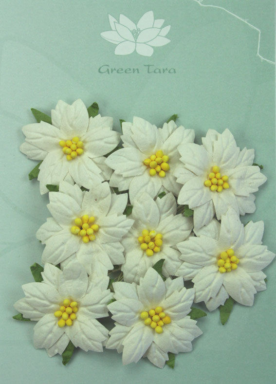 Medium White Poinsettias