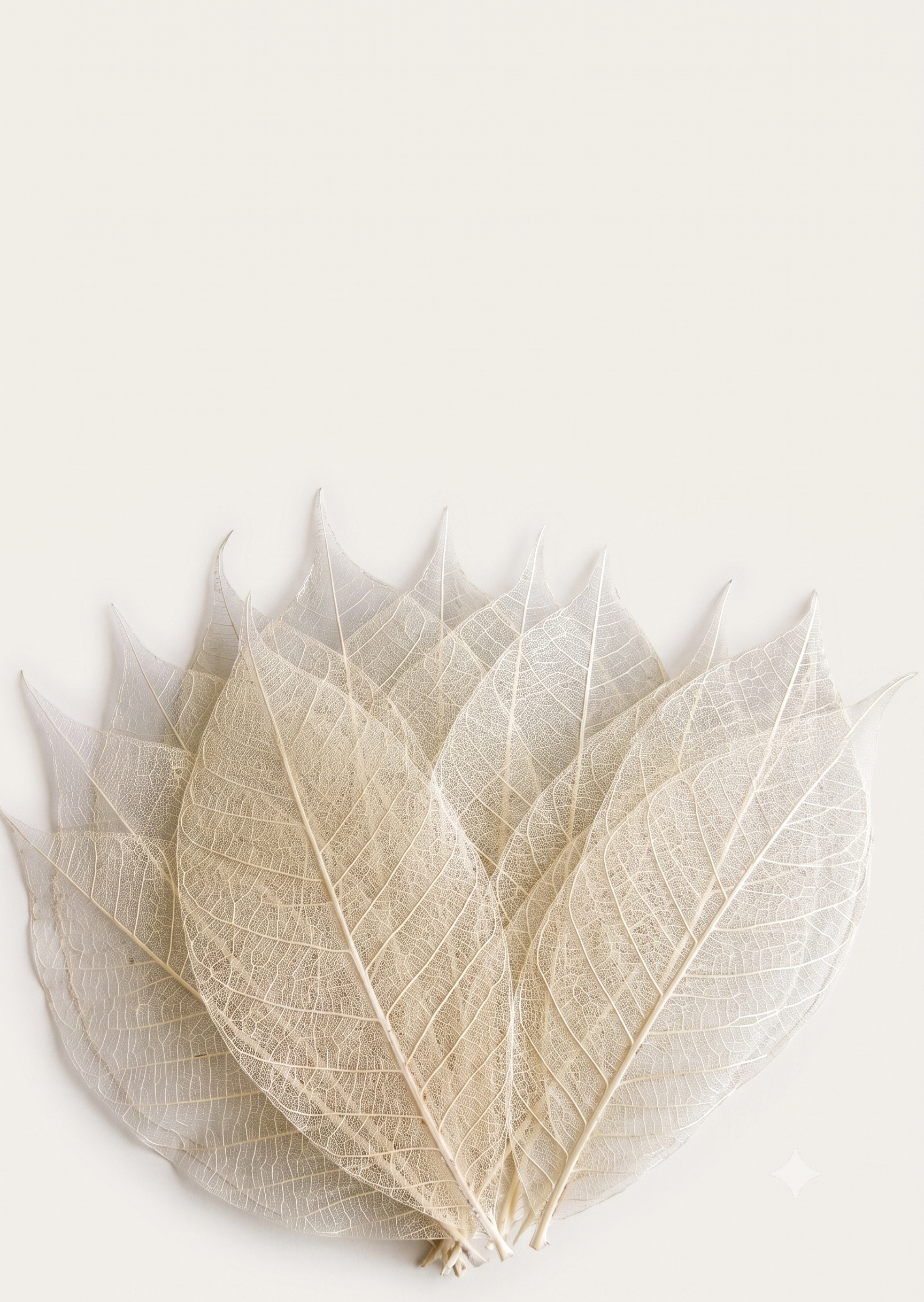 A cluster of dried, translucent leaf decorations arranged in a fan shape against a plain, warm off-white background.