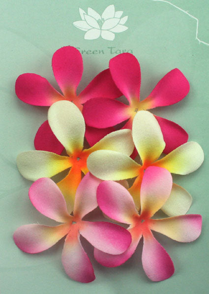 Mixed Pack of 6 Frangipanis 6cm - Pink